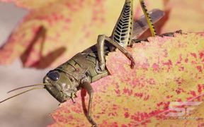 A real Bug's Life in UHD Macro View