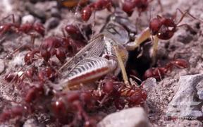 A real Bug's Life in UHD Macro View - Animals - VIDEOTIME.COM