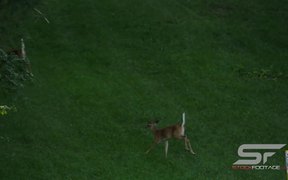 Slow Motion of 2 Young Whitetail Deer Running