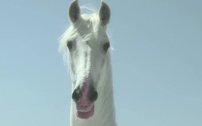 IndieJunior Festival Commercial: Unicorn