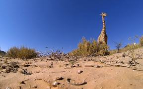 GoPro Video of the Week: Giraffe Kick - Commercials - VIDEOTIME.COM