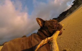 GoPro Campaign: Chicken The Dog