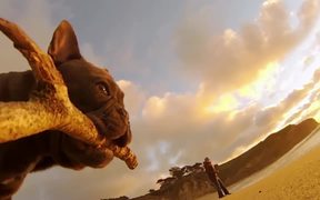 GoPro Campaign: Chicken The Dog - Commercials - VIDEOTIME.COM