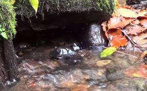 Water Footage Small Waterfall - Fun - VIDEOTIME.COM
