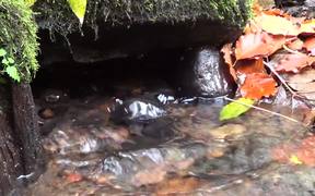 Water Footage Small Waterfall - Fun - VIDEOTIME.COM