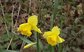 Yellow Narcissus in the Wind