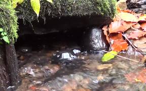 Water Footage Small Waterfall