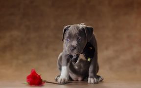 Pedigree Commercial: Share for Dogs - Commercials - VIDEOTIME.COM