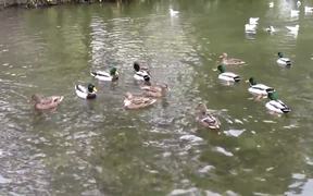 Ducks Swimming on the Lake