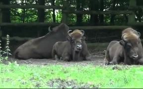 Buffalo Bison - Animals - VIDEOTIME.COM