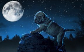 Pedigree Commercial: Share for Dogs
