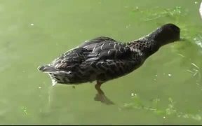 Ducks Eating