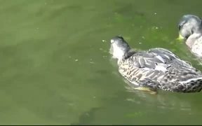 Ducks Eating - Animals - VIDEOTIME.COM