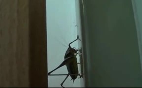 Grasshopper - Animals - VIDEOTIME.COM
