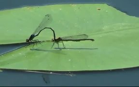 Dragonfly on Water Lily - Animals - VIDEOTIME.COM