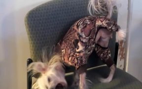 Intuit Commercial: Happy Dogs