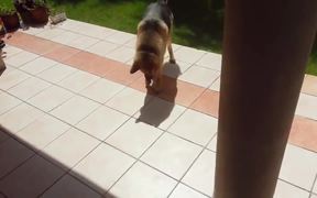 Intuit Commercial: Happy Dogs - Commercials - VIDEOTIME.COM