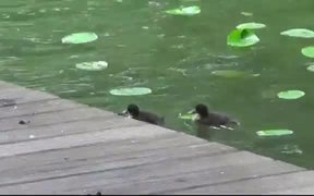 Duck and Ducklings - Animals - VIDEOTIME.COM