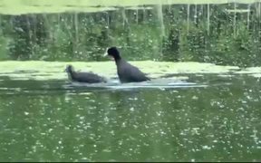 Duck battle