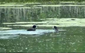 Duck battle - Animals - VIDEOTIME.COM