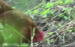 Brown Chicken - Animals - VIDEOTIME.COM