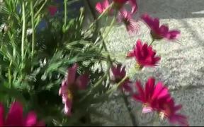Pink Flowers - Fun - VIDEOTIME.COM
