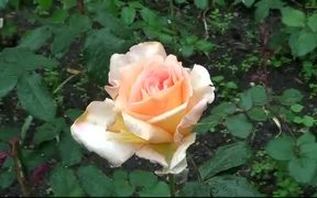 Garden Rose - Fun - VIDEOTIME.COM