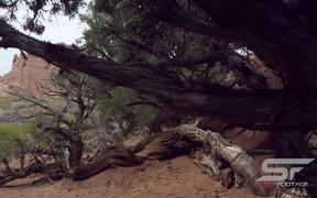 Nice View Through the Pinyon Pine Trees - Fun - VIDEOTIME.COM