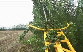 Poplar Trees for Cellulosic Ethanol B-Roll