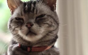 Friskies Viral Video: Dear Kitten - Commercials - VIDEOTIME.COM