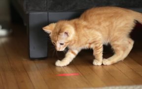 Friskies Viral Video: Dear Kitten