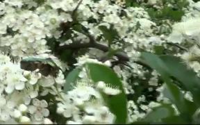 Green Beetle - Animals - VIDEOTIME.COM