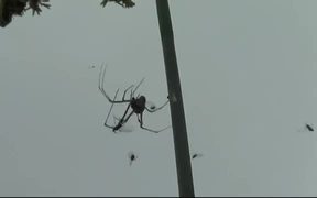 Spider and Its Prey - Animals - VIDEOTIME.COM