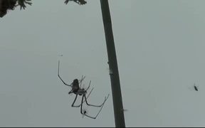 Spider and Its Prey