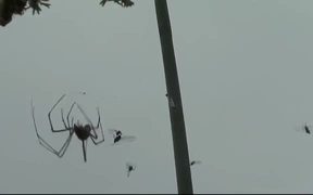 Spider and Its Prey
