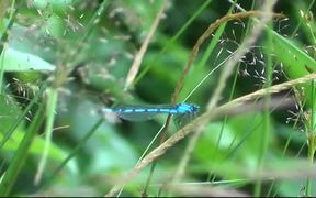 Blue Dragonfly - Animals - VIDEOTIME.COM