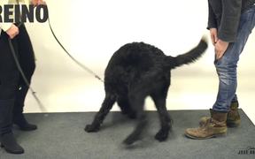 Jose Ahonen Viral Video: Magic for Dogs 2