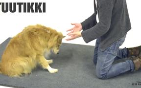 Jose Ahonen Viral Video: Magic for Dogs 2 - Commercials - VIDEOTIME.COM