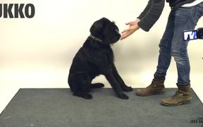 Jose Ahonen Viral Video: Magic for Dogs 2