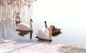 Swans Swim - Animals - VIDEOTIME.COM