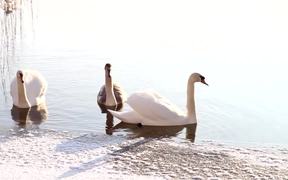 Swans Swim