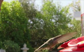Hummingbird Slow Motion - Animals - VIDEOTIME.COM