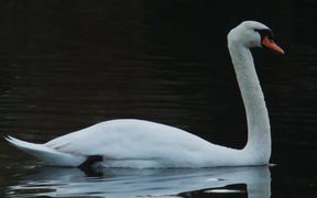 White Swan - Animals - VIDEOTIME.COM