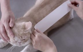 Kotex Commercial: Cat Pad