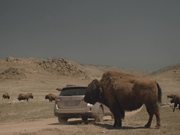 Subaru Campaign: Bison
