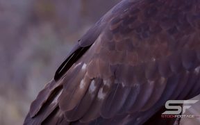 Birds of Prey Close Up - Animals - VIDEOTIME.COM