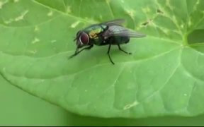 Fly on the Leaf - Animals - VIDEOTIME.COM
