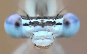 The Damselfly Washing Itself in Macro - Animals - VIDEOTIME.COM