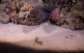 A Giant Moray by Night in the Red Sea