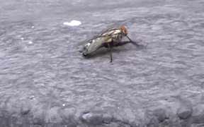 Fly Cleaning Itself in Macro